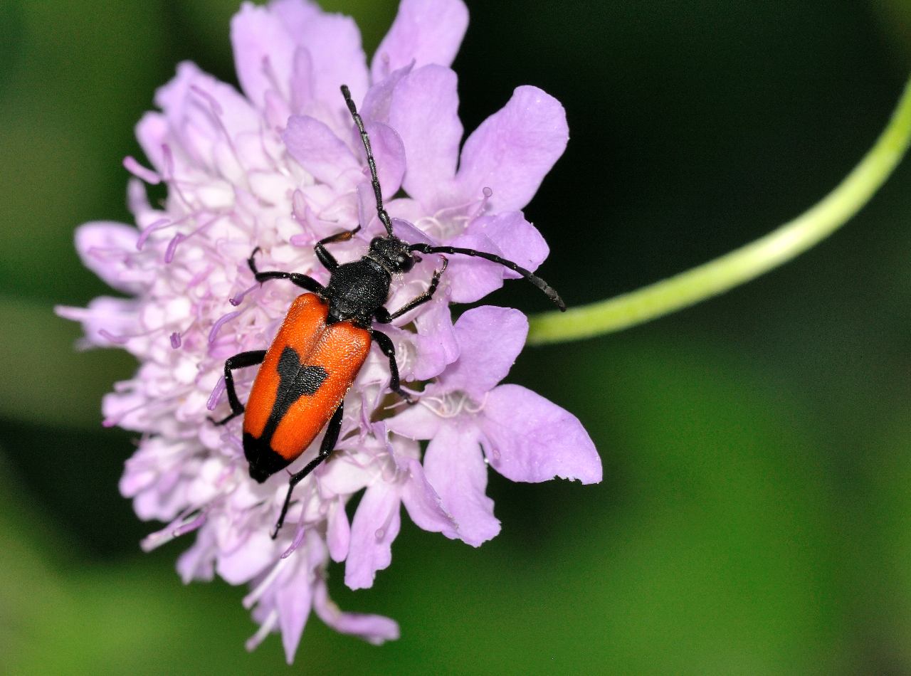 Conferma per Stictoleptura cordigera